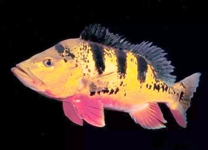 三間魚種類大全（三種常見的三間魚品種）