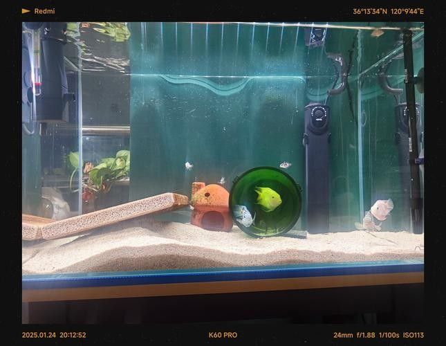 德國伊罕水族濾材有講究伊罕濾材效果佳你用對了嗎（伊罕水族濾材有講究伊罕濾材效果佳你用對了嗎）