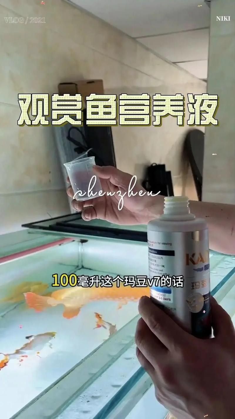 紅龍魚的飼養(yǎng)方法和注意事項(xiàng)（紅龍魚養(yǎng)殖方法和注意事項(xiàng)，紅龍魚的養(yǎng)殖方法和注意事項(xiàng)）