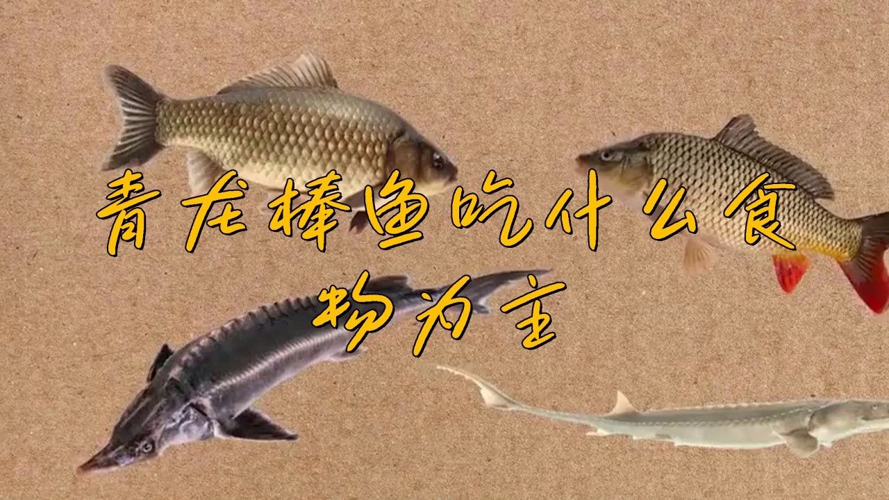 青龍棒魚(yú)在人工飼養(yǎng)時(shí)需要注意什么？（青龍棒魚(yú)吃什么食物）