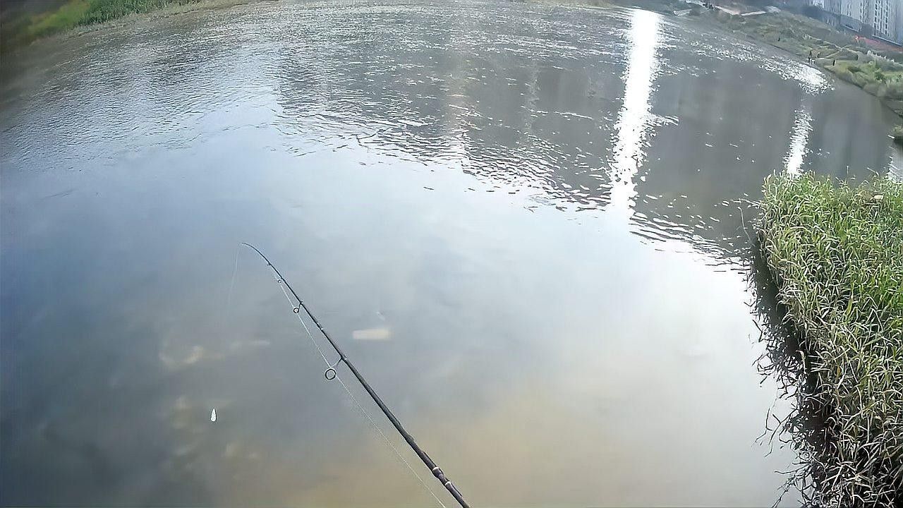 深圳坪山河公園發(fā)現(xiàn)巨物超大白條魚破紀(jì)錄超大白條魚破紀(jì)錄（坪山河公園解鎖新魚種，超大白條魚破紀(jì)錄！）