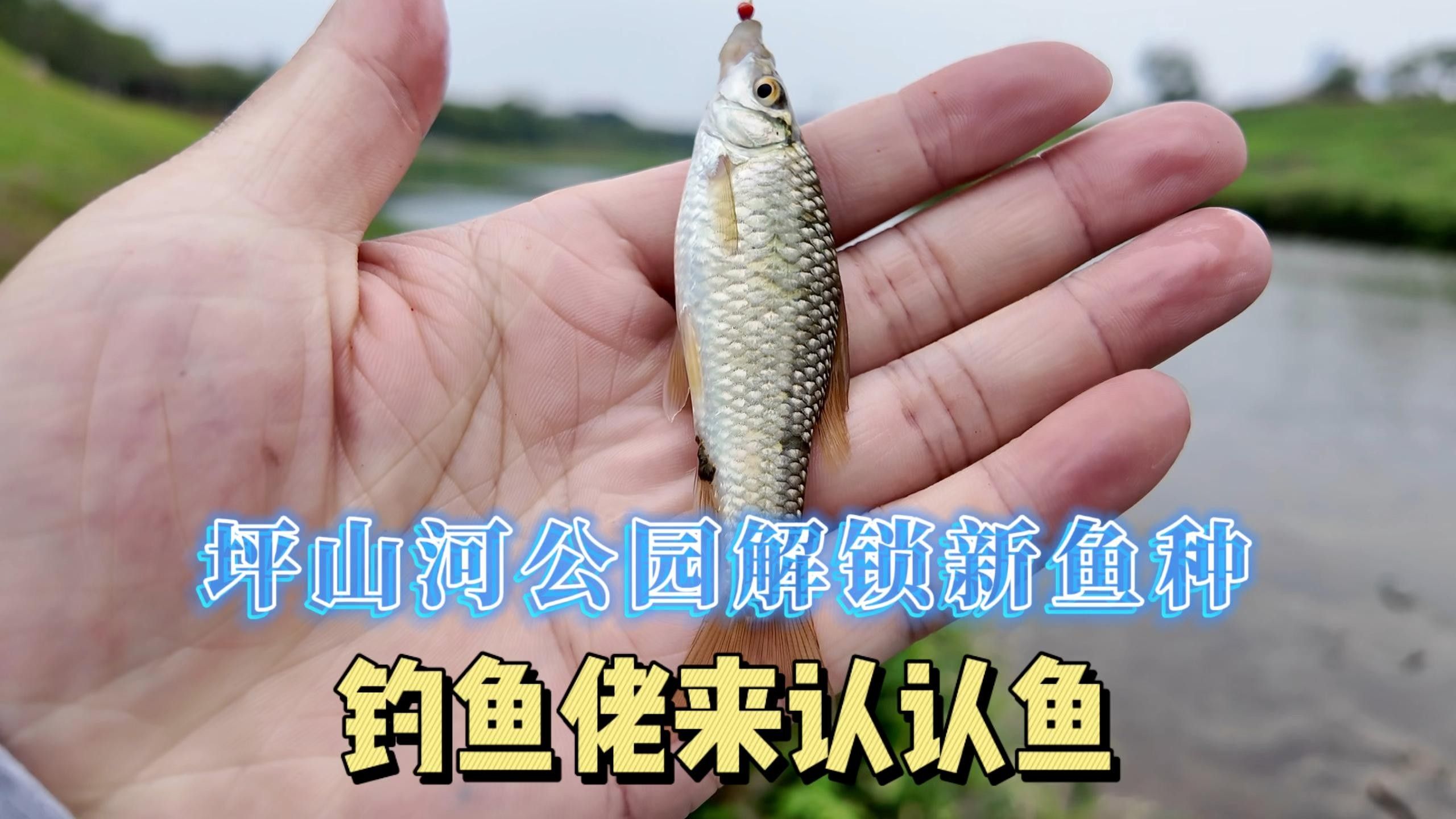 深圳坪山河公園發(fā)現(xiàn)巨物超大白條魚破紀(jì)錄超大白條魚破紀(jì)錄（坪山河公園解鎖新魚種，超大白條魚破紀(jì)錄！）