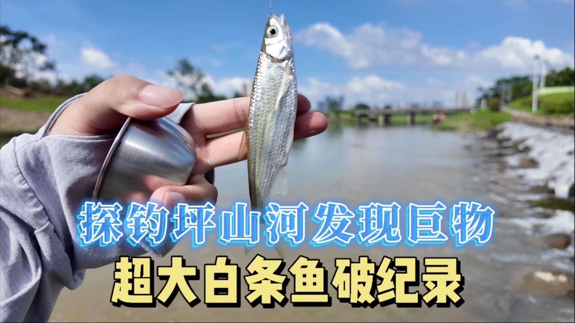 深圳坪山河公園發(fā)現(xiàn)巨物超大白條魚破紀(jì)錄超大白條魚破紀(jì)錄（坪山河公園解鎖新魚種，超大白條魚破紀(jì)錄！）