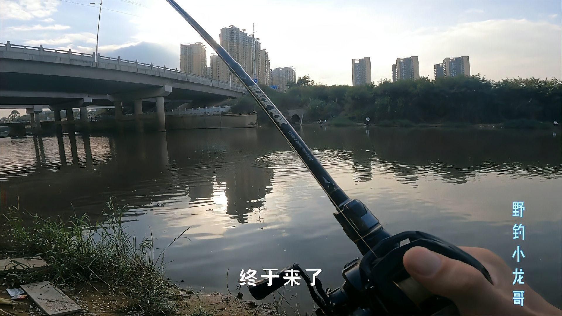 深圳坪山河公園發(fā)現(xiàn)巨物超大白條魚破紀(jì)錄超大白條魚破紀(jì)錄（坪山河公園解鎖新魚種，超大白條魚破紀(jì)錄！）