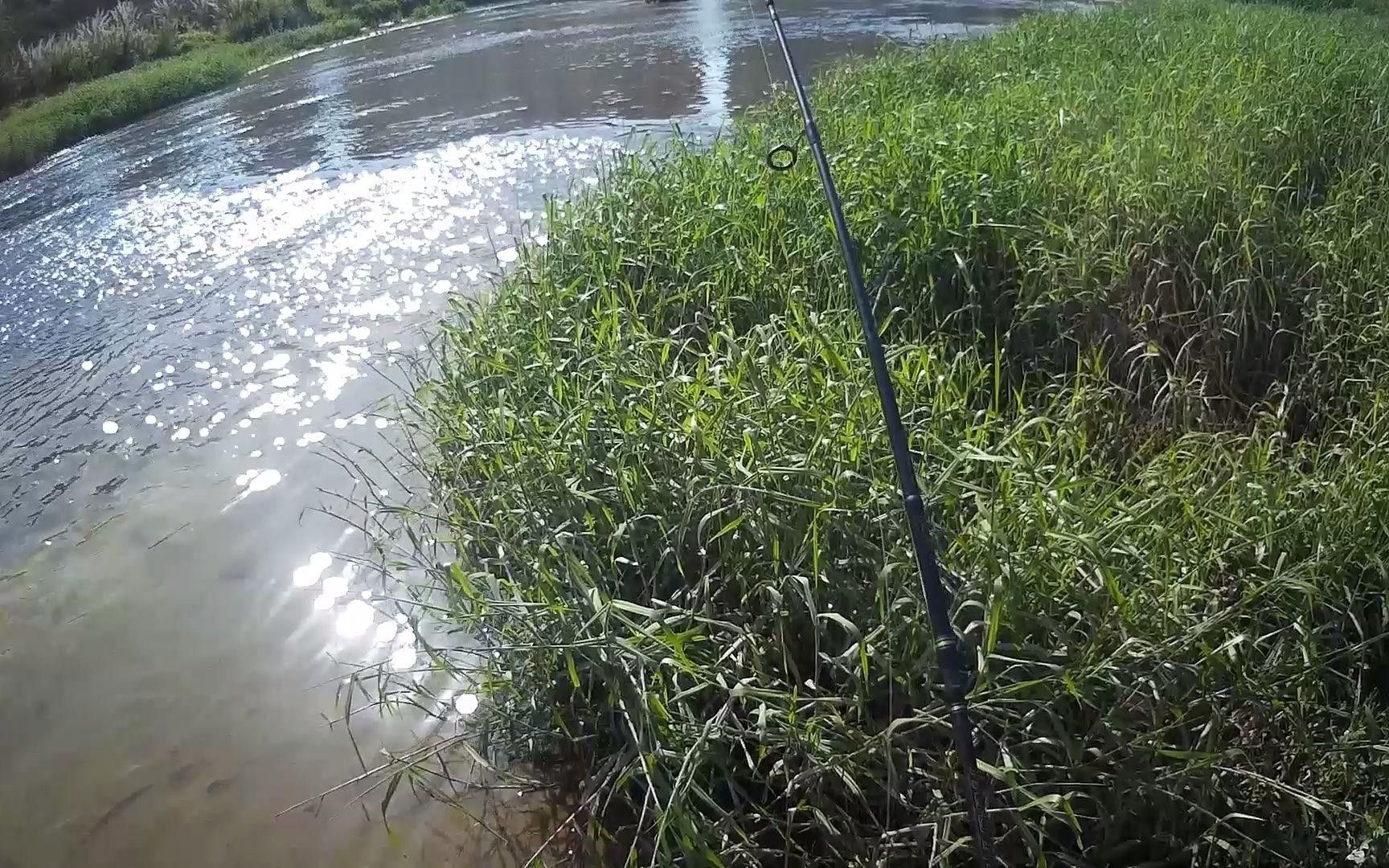 深圳坪山河公園發(fā)現(xiàn)巨物超大白條魚破紀(jì)錄超大白條魚破紀(jì)錄（坪山河公園解鎖新魚種，超大白條魚破紀(jì)錄！）