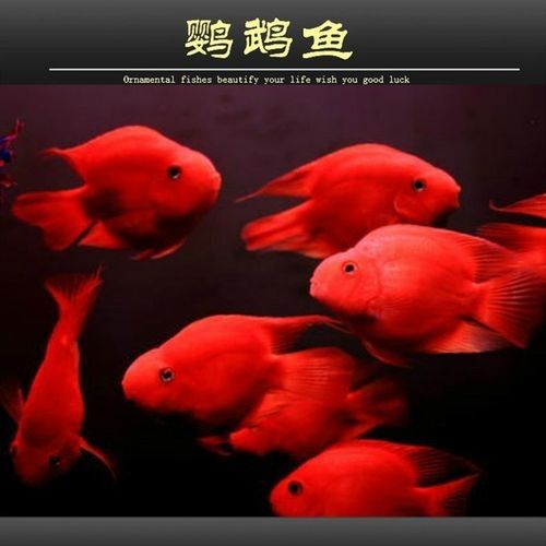 財(cái)神鸚鵡魚(yú)是否屬于雜牌子，財(cái)神鸚鵡魚(yú)的價(jià)格是多少（財(cái)神鸚鵡魚(yú)好養(yǎng)嗎財(cái)神鸚鵡魚(yú)好養(yǎng)嗎財(cái)神鸚鵡魚(yú)好養(yǎng)嗎）