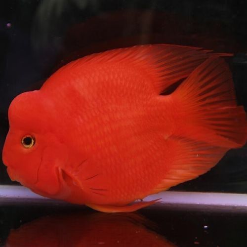 財神鸚鵡魚是否屬于雜牌子，財神鸚鵡魚的價格是多少（財神鸚鵡魚好養嗎財神鸚鵡魚好養嗎財神鸚鵡魚好養嗎）