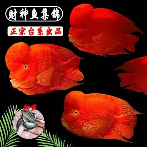 財(cái)神鸚鵡魚(yú)是否屬于雜牌子，財(cái)神鸚鵡魚(yú)的價(jià)格是多少（財(cái)神鸚鵡魚(yú)好養(yǎng)嗎財(cái)神鸚鵡魚(yú)好養(yǎng)嗎財(cái)神鸚鵡魚(yú)好養(yǎng)嗎）