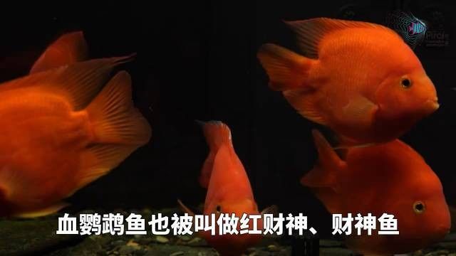 財(cái)神鸚鵡魚(yú)是否屬于雜牌子，財(cái)神鸚鵡魚(yú)的價(jià)格是多少（財(cái)神鸚鵡魚(yú)好養(yǎng)嗎財(cái)神鸚鵡魚(yú)好養(yǎng)嗎財(cái)神鸚鵡魚(yú)好養(yǎng)嗎）