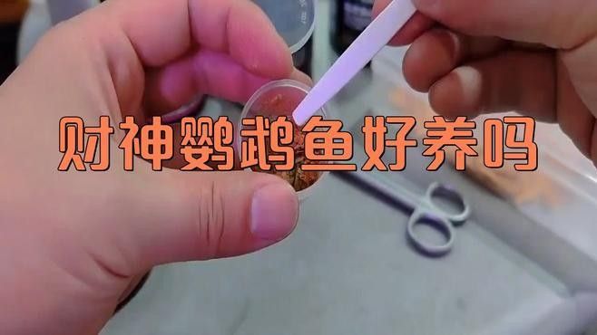 財神鸚鵡魚是否屬于雜牌子，財神鸚鵡魚的價格是多少（財神鸚鵡魚好養嗎財神鸚鵡魚好養嗎財神鸚鵡魚好養嗎）