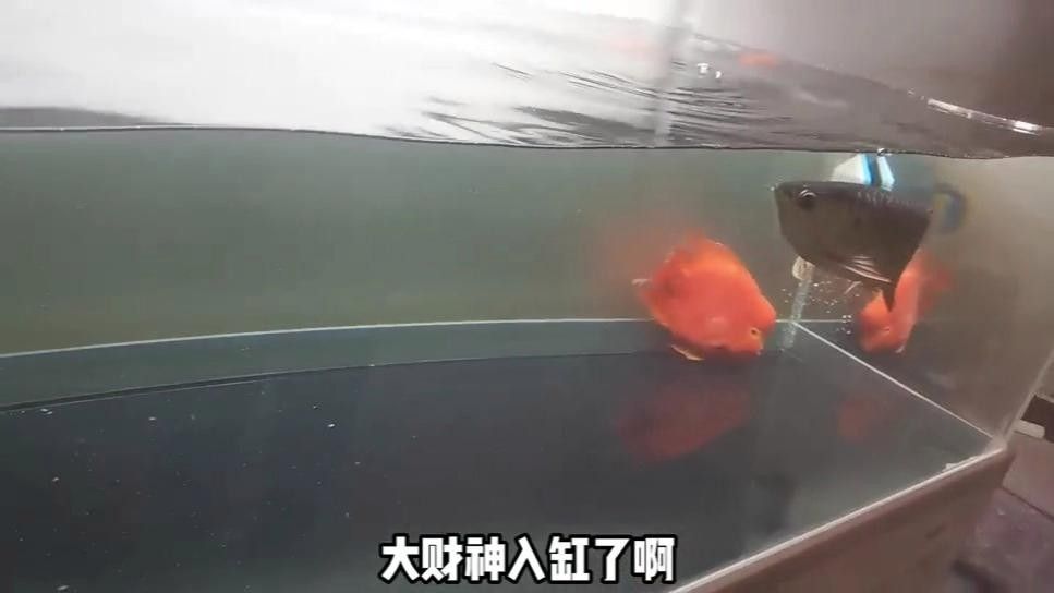 財神鸚鵡魚是否屬于雜牌子，財神鸚鵡魚的價格是多少（財神鸚鵡魚好養嗎財神鸚鵡魚好養嗎財神鸚鵡魚好養嗎）