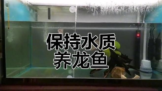 龍魚(yú)價(jià)格一般多少錢一條（店龍魚(yú)價(jià)格表和圖片，張店龍魚(yú)價(jià)格表和圖片，張店龍魚(yú)價(jià)格表）