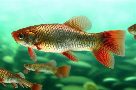 高清龍魚視頻資源推薦（探索高清龍魚視頻的奧秘）