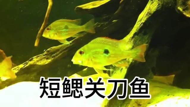 白子關刀魚需要底砂嗎（白子關刀魚是否需要底砂取決于養殖的具體環境和目的）
