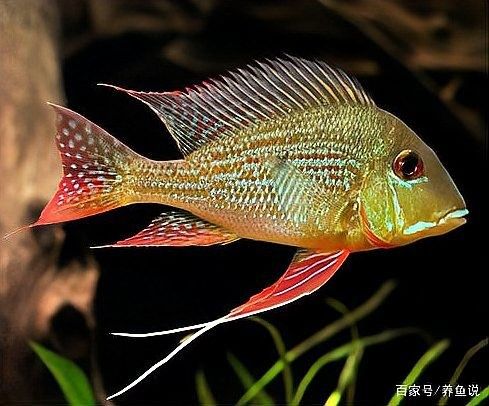 白子關刀魚需要底砂嗎（白子關刀魚是否需要底砂取決于養殖的具體環境和目的）