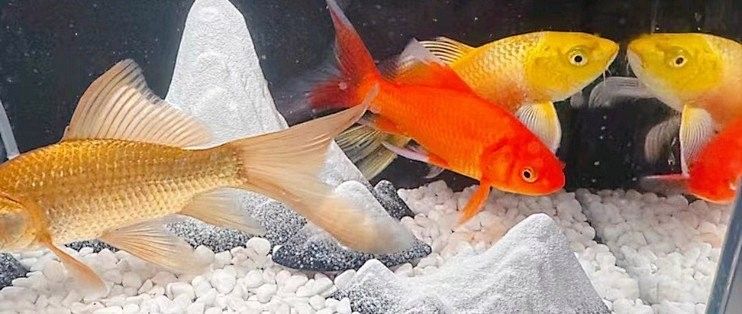 白子關刀魚需要底砂嗎（白子關刀魚是否需要底砂取決于養殖的具體環境和目的）