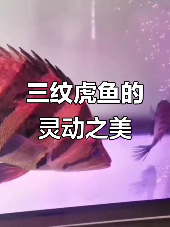 印尼虎魚苗常見的疾病包括以下三種癥狀和治療方法（印尼虎苗常見的疾病）