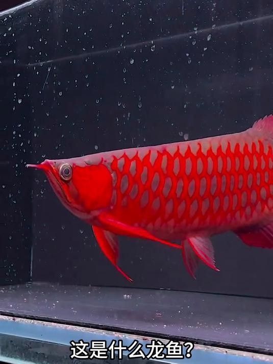 龍魚圖片頭像，（10種龍魚圖片頭像揭秘，哪種最值錢全民小視頻展開）