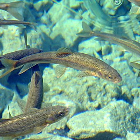 松潘龍魚，一種具有極高觀賞價(jià)值的古老淡水魚（“松潘裸鯉”是四川省重點(diǎn)保護(hù)的水生野生動(dòng)物屬于鯉科裸鯉）