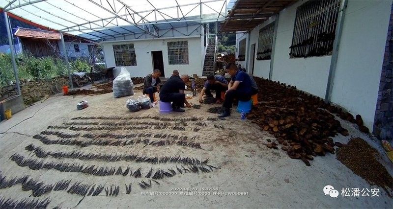 松潘龍魚，一種具有極高觀賞價(jià)值的古老淡水魚（“松潘裸鯉”是四川省重點(diǎn)保護(hù)的水生野生動(dòng)物屬于鯉科裸鯉）