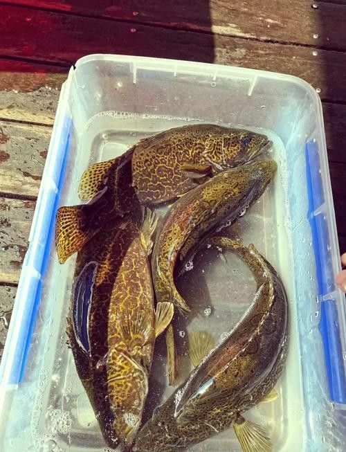 杭州千島湖最出名的三種魚類，胖頭魚最受歡迎，第一個能想到的是（千島湖最受歡迎的三種魚類，胖頭魚最受歡迎，第一個能想到的是魚）