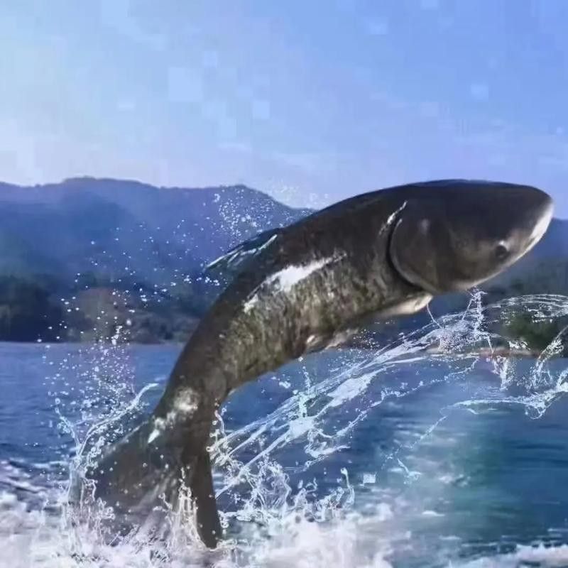 杭州千島湖最出名的三種魚類，胖頭魚最受歡迎，第一個能想到的是（千島湖最受歡迎的三種魚類，胖頭魚最受歡迎，第一個能想到的是魚）