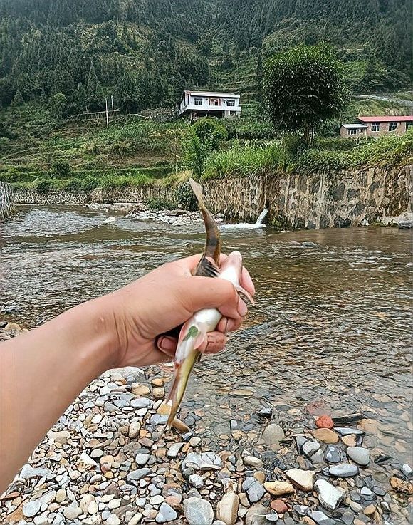 杭州千島湖最出名的三種魚類，胖頭魚最受歡迎，第一個能想到的是（千島湖最受歡迎的三種魚類，胖頭魚最受歡迎，第一個能想到的是魚）