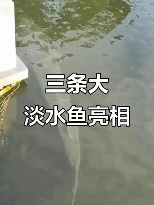 <strong><mark>杭州</mark></strong>千島湖最出名的三種魚類，胖頭魚最受歡迎，第一個能想到的是（千島湖最受歡迎的三種魚類，胖頭魚最受歡迎，第一個能想到的是魚）