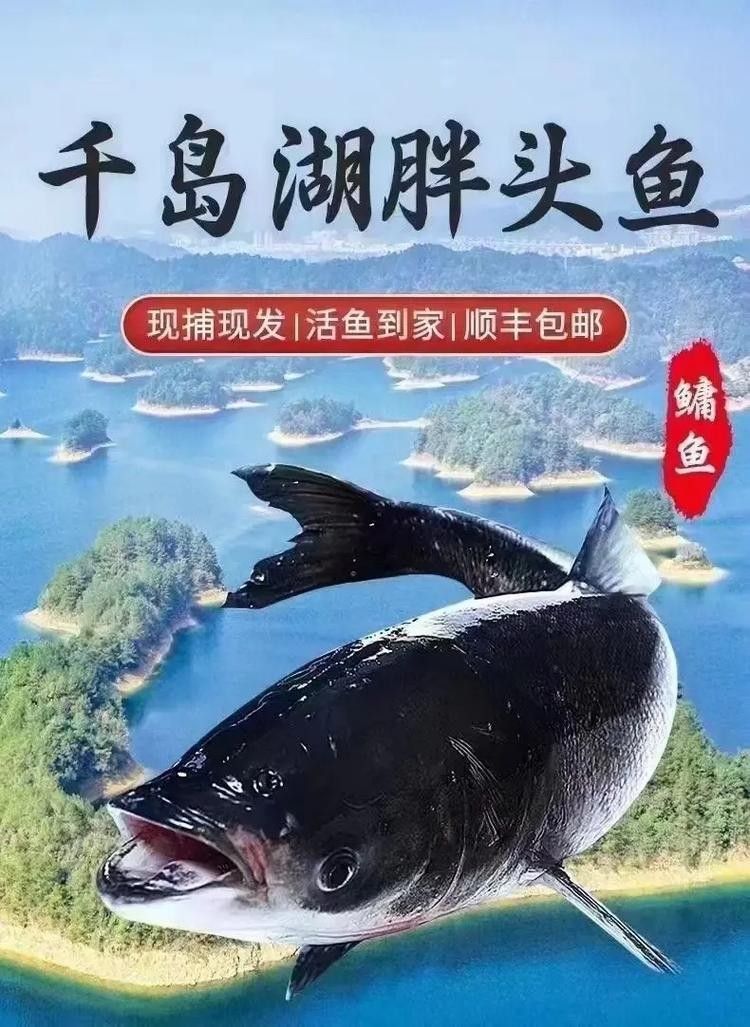 杭州千島湖最出名的三種魚類，胖頭魚最受歡迎，第一個能想到的是（千島湖最受歡迎的三種魚類，胖頭魚最受歡迎，第一個能想到的是魚）