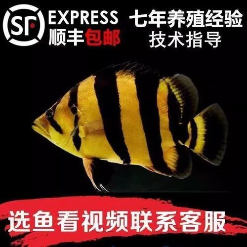 泰國虎品牌