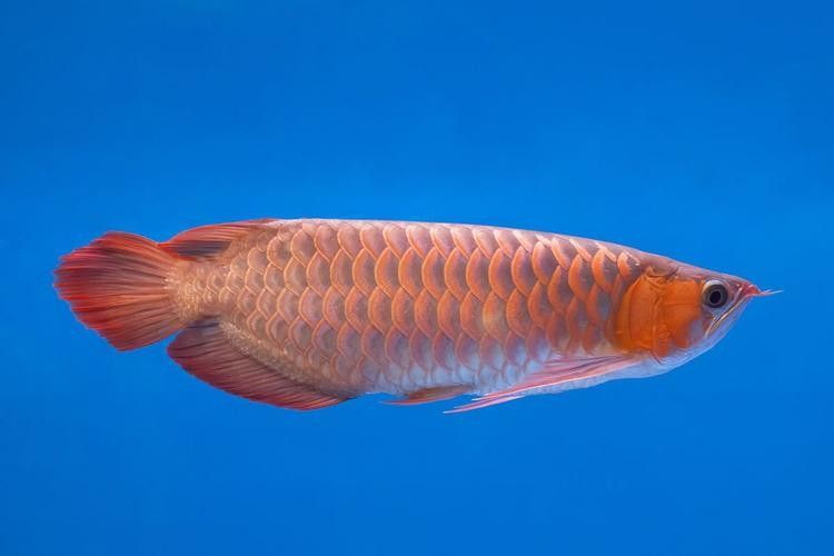 龍魚進階：你是不會鑒別龍魚品種，一起來看看這些你會區分嗎（江孜紅龍魚的飼養方法是什么江孜紅龍魚的飼養方法是什么）