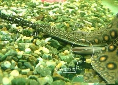 適合和紅龍魚混養的魚有哪些種類（適合與紅龍魚混養在一起的魚有哪些種類）