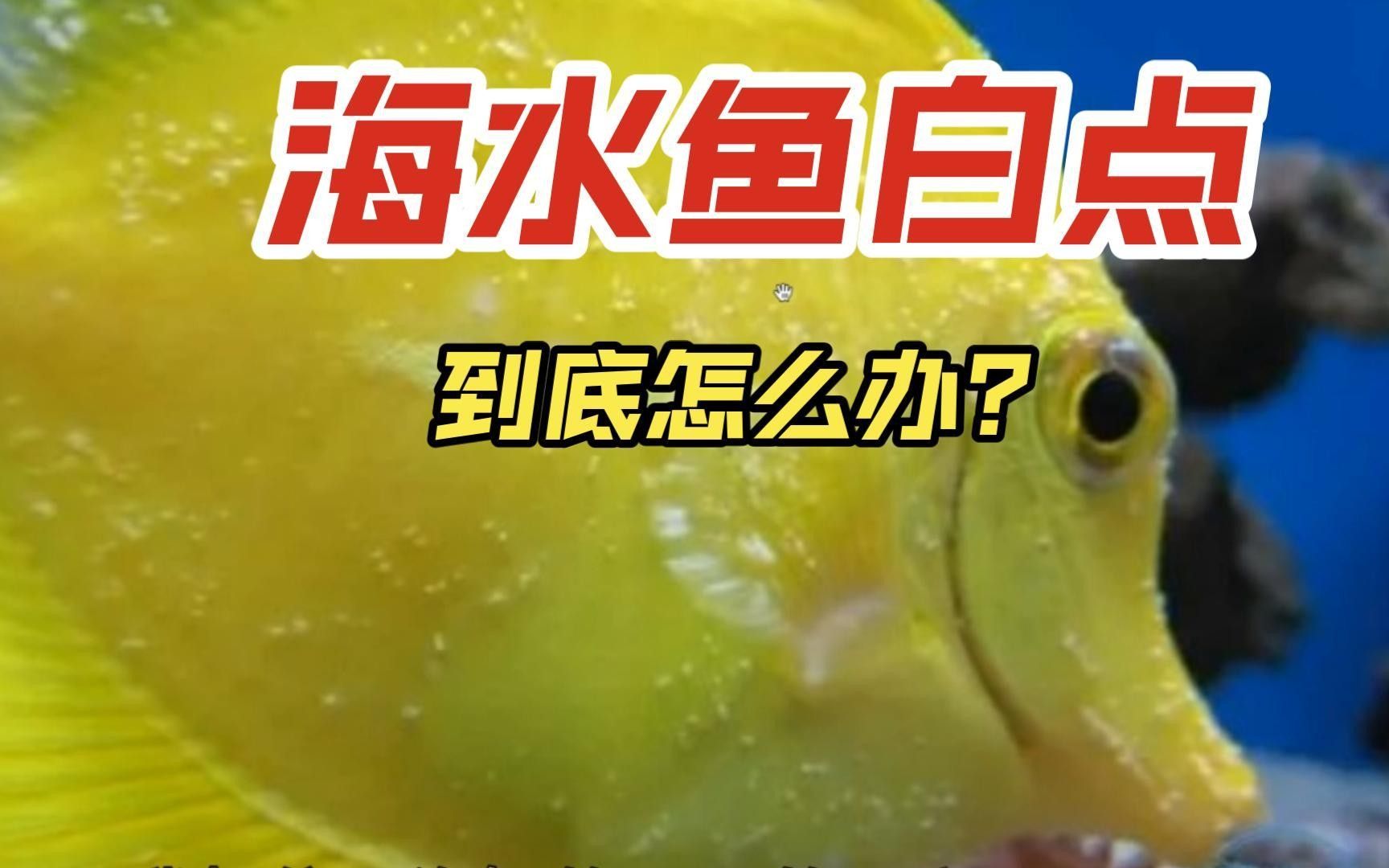 海缸海水魚疾病識別指南（上）-7種點狀疾病嗶哩嗶哩（海水魚常見疾病與應對方法海缸海水魚疾病識別指南）