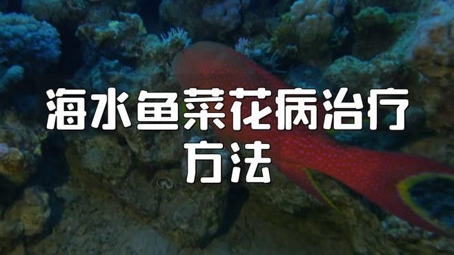 海缸海水魚疾病識別指南（上）-7種點狀疾病嗶哩嗶哩（海水魚常見疾病與應對方法海缸海水魚疾病識別指南）
