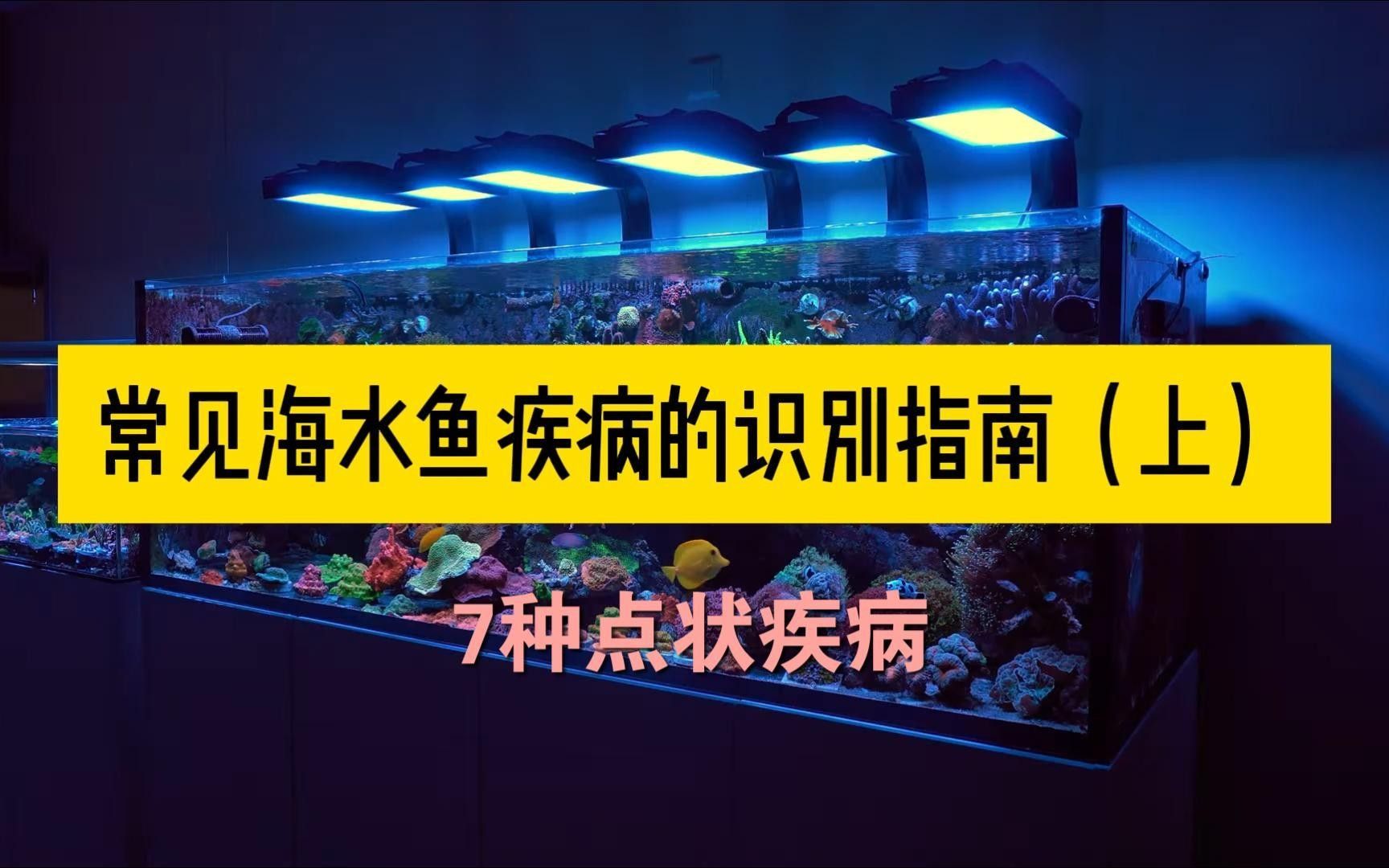 海缸海水魚疾病識別指南（上）-7種點狀疾病嗶哩嗶哩（海水魚常見疾病與應對方法海缸海水魚疾病識別指南）