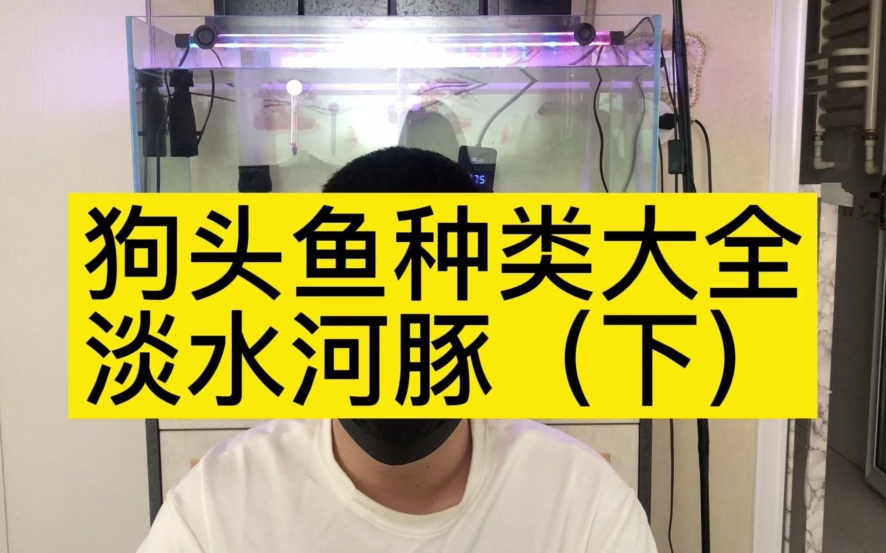 狗頭魚（淡水河豚）常見品種及種介紹（頭魚大全是一本介紹各種狗頭魚的圖書，旨在為讀者提供全面信息）