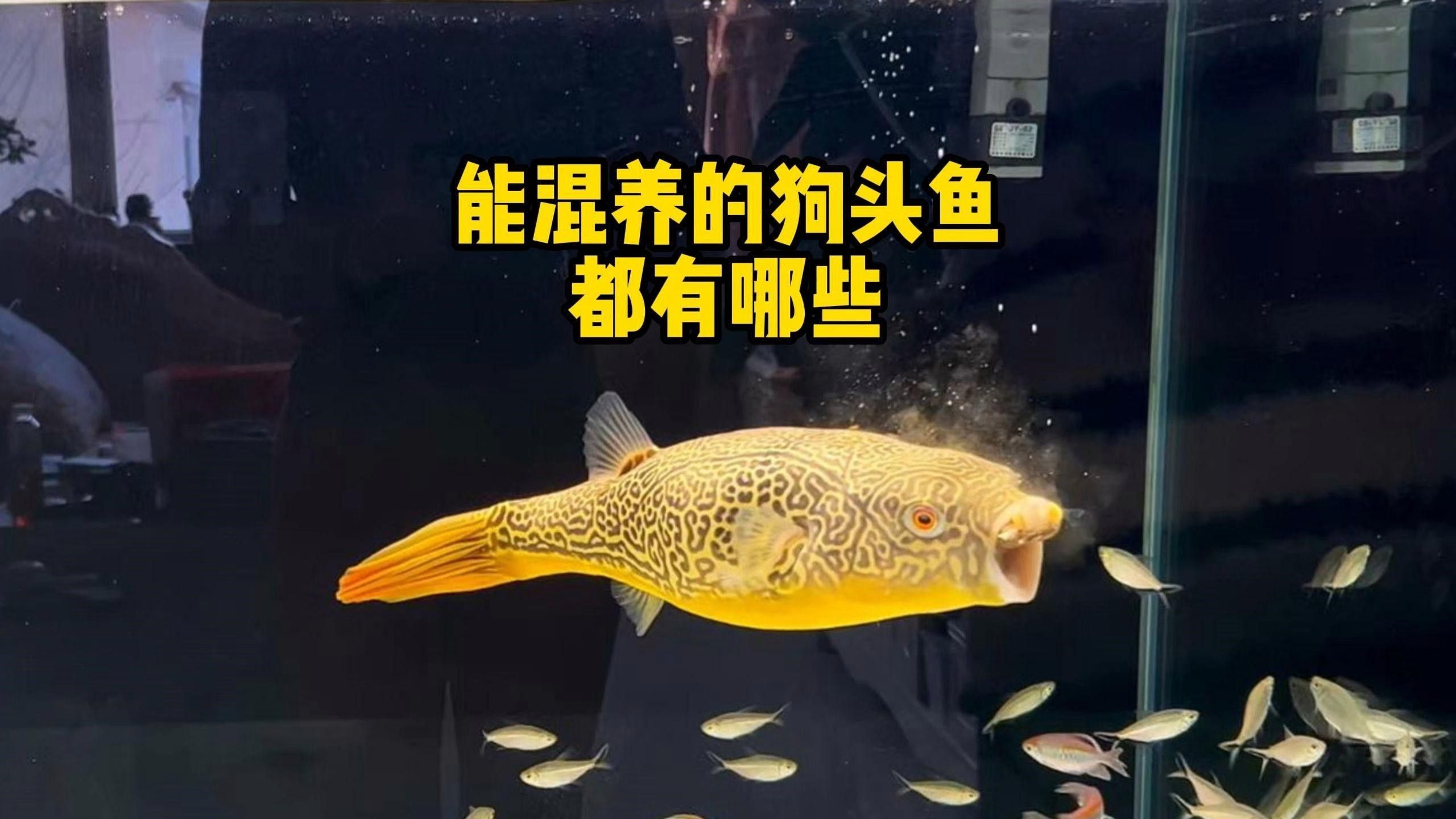 狗頭魚（淡水河豚）常見品種及種介紹（頭魚大全是一本介紹各種狗頭魚的圖書，旨在為讀者提供全面信息）