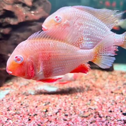 白子關刀魚適合哪些水族箱白子關刀魚飼養成本高嗎（白子關刀魚的市場價格）