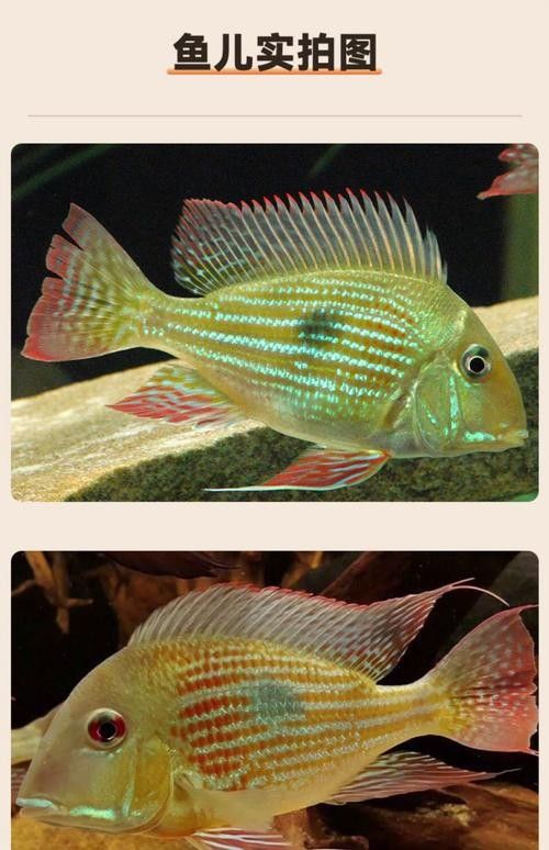 白子關刀魚適合哪些水族箱白子關刀魚飼養成本高嗎（白子關刀魚的市場價格）