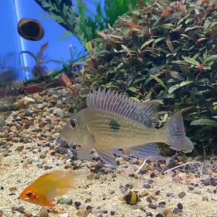 白子關刀魚適合哪些水族箱白子關刀魚飼養成本高嗎（白子關刀魚的市場價格）
