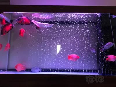 祥龍水族聯(lián)盟魚友評論（12月5日參加活動，我發(fā)表一篇圖片貼，大伙來看看吧）