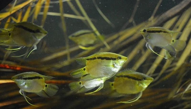 龍魚苗混養最忌三種魚（10cm龍魚苗在養殖過程中最忌諱的三種魚類）
