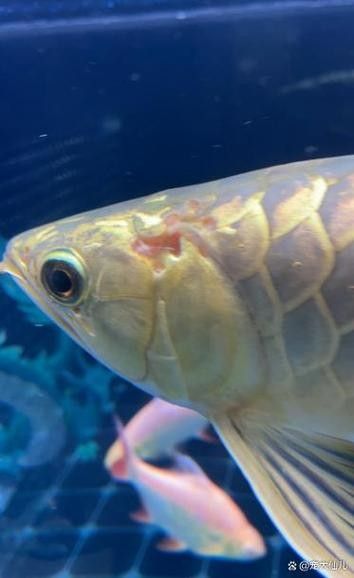 龍魚頻繁張嘴是什么病（魚嘴巴一直張開可能是由于多種原因造成的，養魚小竅門大公開）