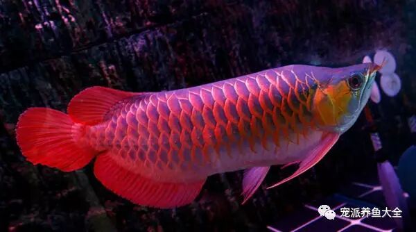 7000元的魚缸突然開裂，身價(jià)3萬元的名貴紅龍魚當(dāng)場(chǎng)死亡