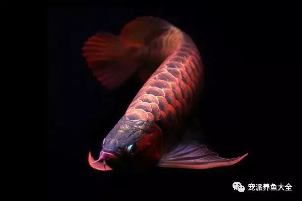 7000元的魚缸突然開裂，身價(jià)3萬元的名貴紅龍魚當(dāng)場(chǎng)死亡