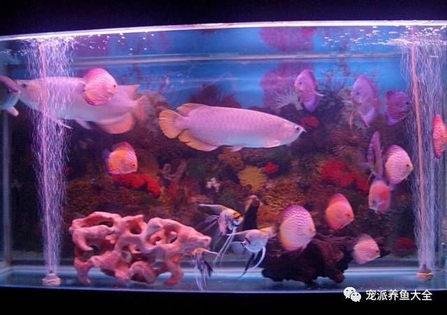 7000元的魚缸突然開裂，身價(jià)3萬元的名貴紅龍魚當(dāng)場(chǎng)死亡