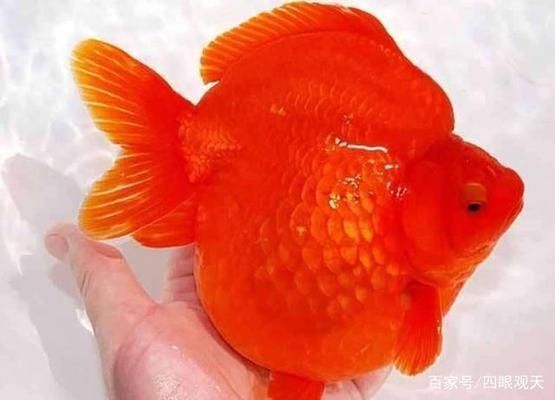 迪慶藏族自治州龍魚養殖基地主要分布在麗江和香格里拉市（云南迪慶藏族自治州龍魚養殖基地主要分布在麗江和香格里拉市）