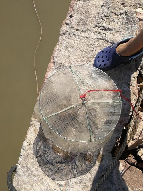 捕魚地籠的正確使用方法（地籠捕魚的正確方法）
