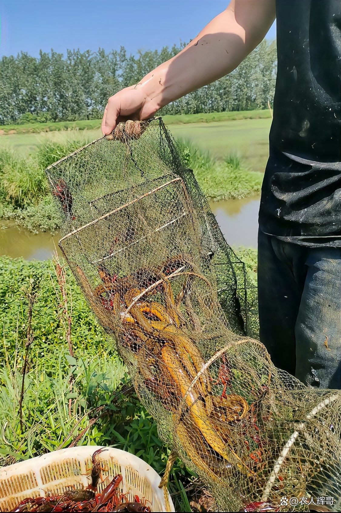 捕魚地籠的正確使用方法（地籠捕魚的正確方法）