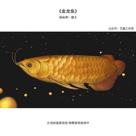 金龍魚的市場價格及配圖展示（金龍魚價格的詳解及配圖展示）